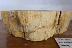 Petrified-Wood-3